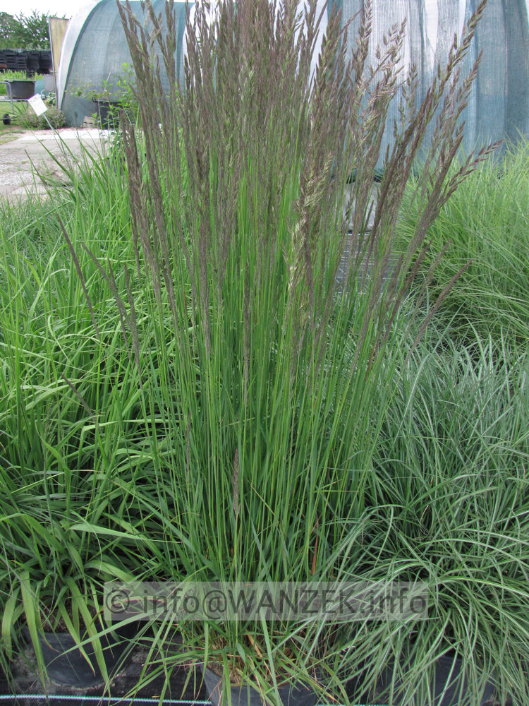 Calamagrostis acutiflora Karl Foerster - Co.JPG